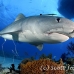 shark_tiger_ft_lbb_h_0356_bah0743.jpg
